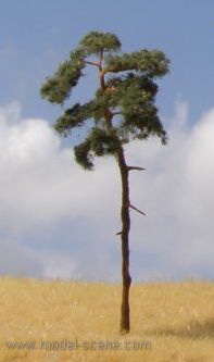 Pine-tree (85-110mm)