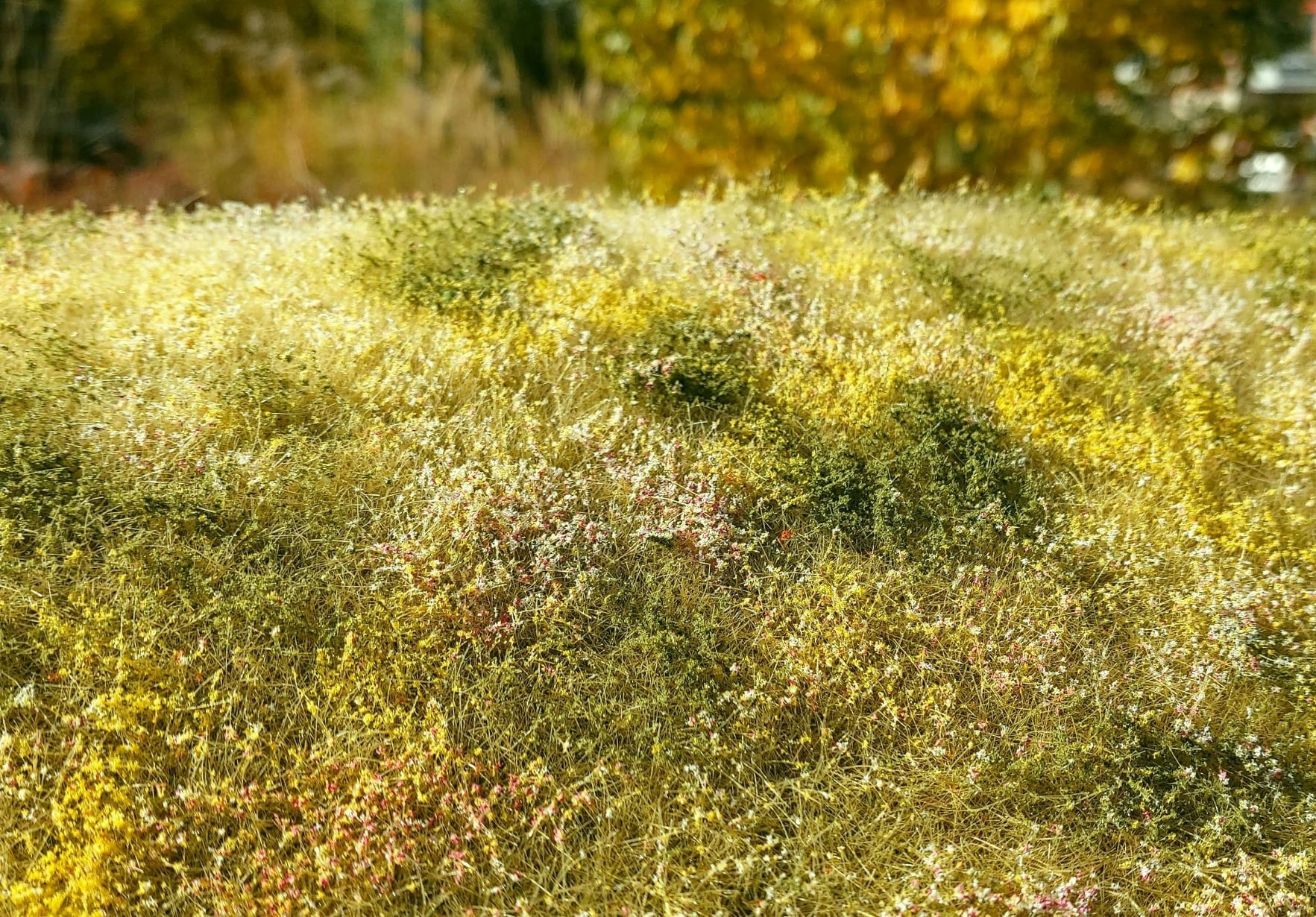 Blooming meadow - Late Summer (18x28cm)