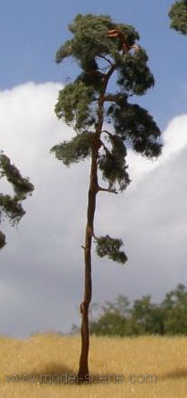 Pine-tree (130-160mm)