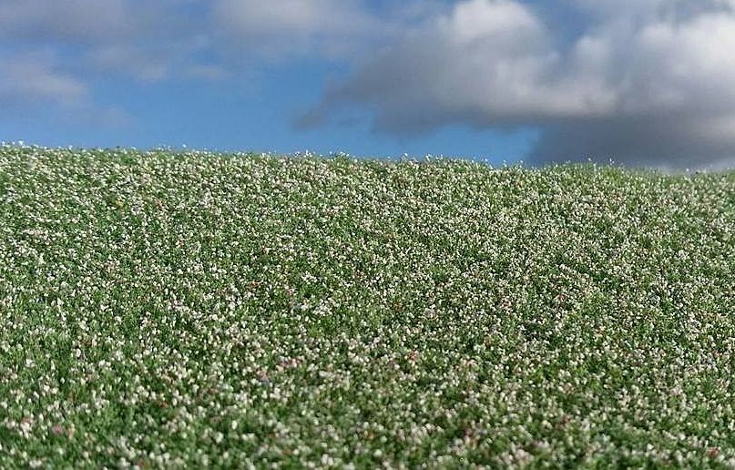 Blooming poppy field (18x28cm)