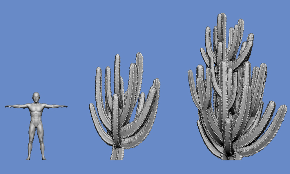 Cactus - type 4