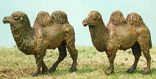 Asian Camels - Click Image to Close